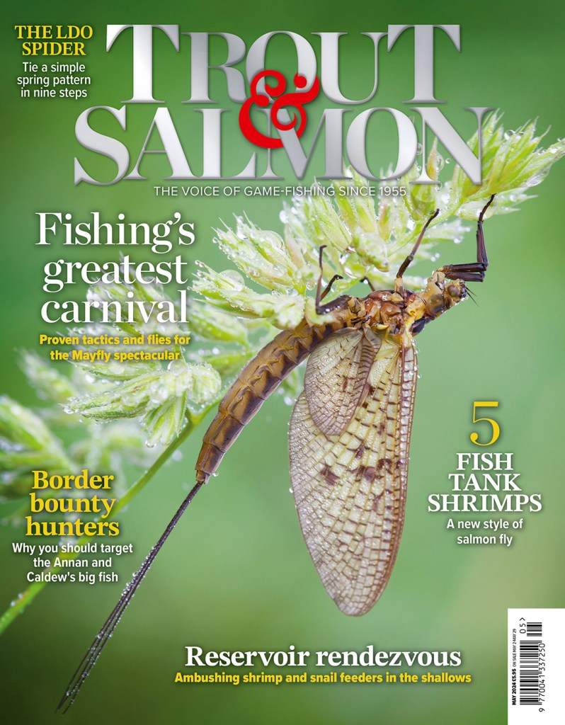 Magazine cover design for 'Trout & Salmon' picturing a mayfly on a wild plant
